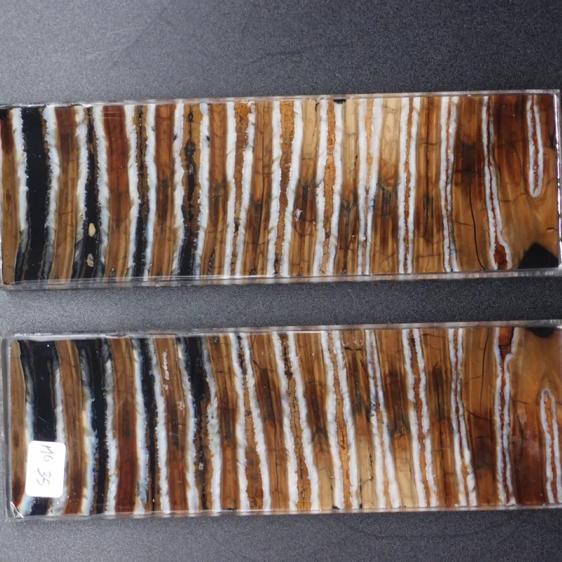 Molaire de mammouth stabilisée — vue 2 sur 2